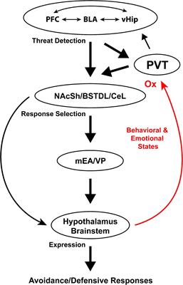 The Paraventricular Nucleus of the Thalamus as an Integrating and Relay Node in the Brain Anxiety Network